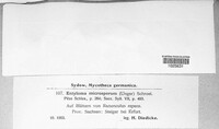 Entyloma microsporum image
